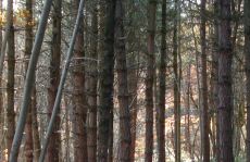 trees_menu5.jpg