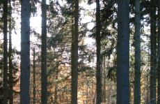 trees_menu9.jpg